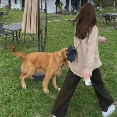 小飞机庄尼